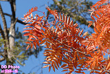 11_DSC_7512s_thumb.jpg